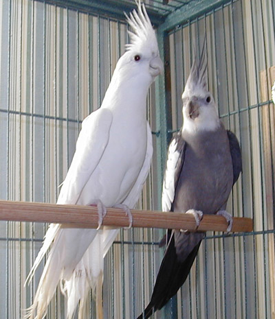 White Cockatiel Bird